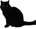 kitty cat